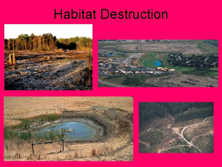 Habitat Destruction 