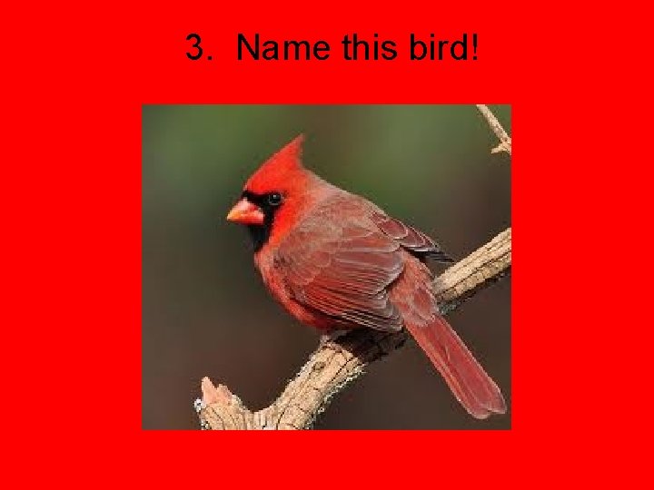 3. Name this bird! 