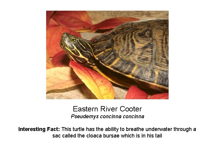 Eastern River Cooter Pseudemys concinna Interesting Fact: This turtle has the ability to breathe