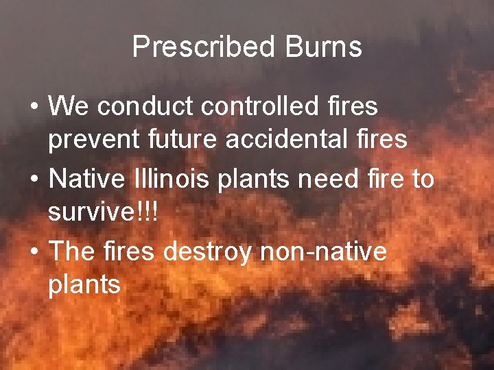 Prescribed Burns • We conduct controlled fires prevent future accidental fires • Native Illinois