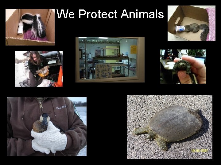 We Protect Animals 