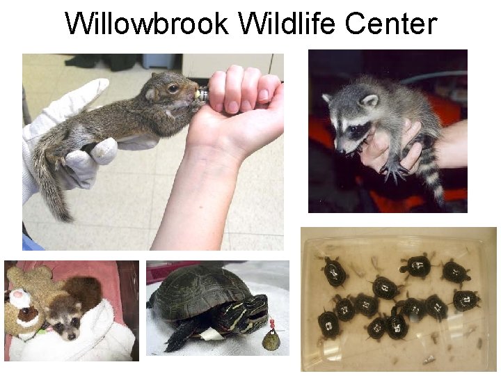 Willowbrook Wildlife Center 