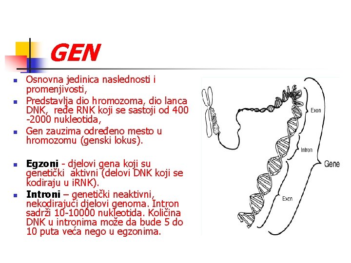 GEN n n n Osnovna jedinica naslednosti i promenjivosti, Predstavlja dio hromozoma, dio lanca