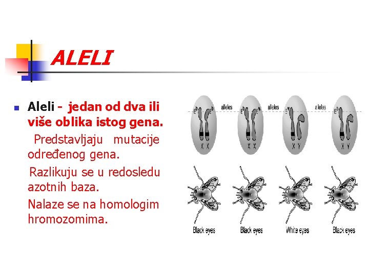 ALELI n Aleli - jedan od dva ili više oblika istog gena. Predstavljaju mutacije