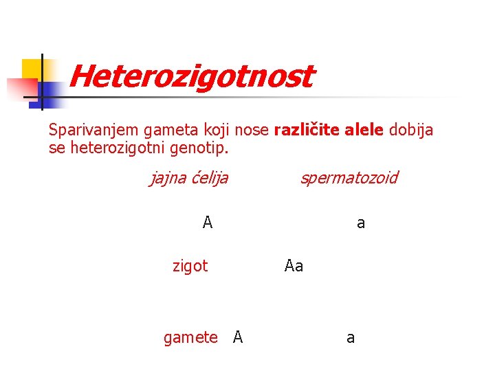 Heterozigotnost Sparivanjem gameta koji nose različite alele dobija se heterozigotni genotip. jajna ćelija spermatozoid