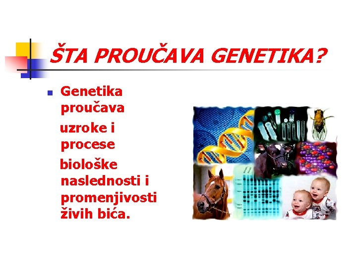 ŠTA PROUČAVA GENETIKA? n Genetika proučava uzroke i procese biološke naslednosti i promenjivosti živih