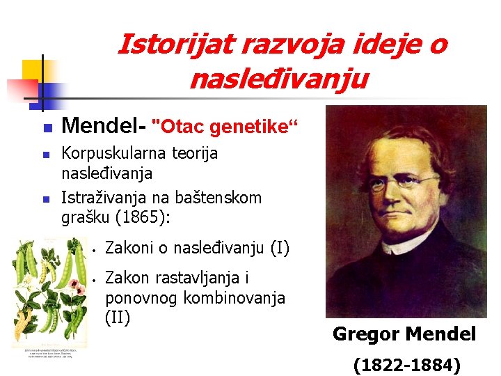 Istorijat razvoja ideje o nasleđivanju n n n Mendel- "Otac genetike“ Korpuskularna teorija nasleđivanja