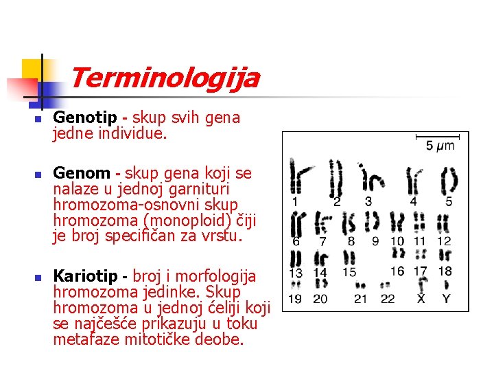 Terminologija n n n Genotip - skup svih gena jedne individue. Genom - skup