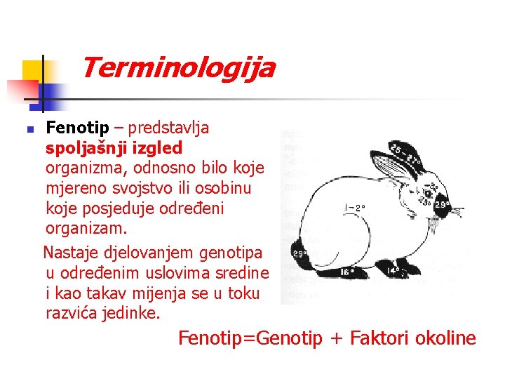 Terminologija n Fenotip – predstavlja spoljašnji izgled organizma, odnosno bilo koje mjereno svojstvo ili