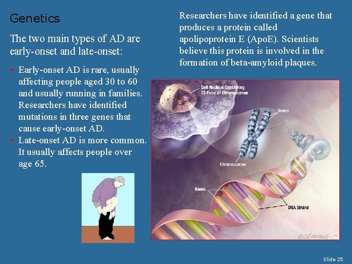Genetics The two main types of AD are early-onset and late-onset: • Early-onset AD
