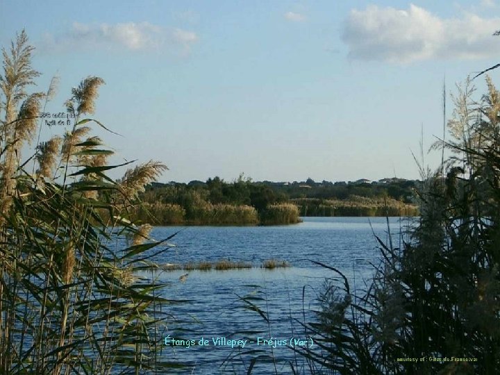 Étangs de Villepey – Fréjus (Var ) courtesy of : Gîtes. de. France. var Étangs de Villepey – Fréjus (Var ) courtesy of : Gîtes. de. France. var