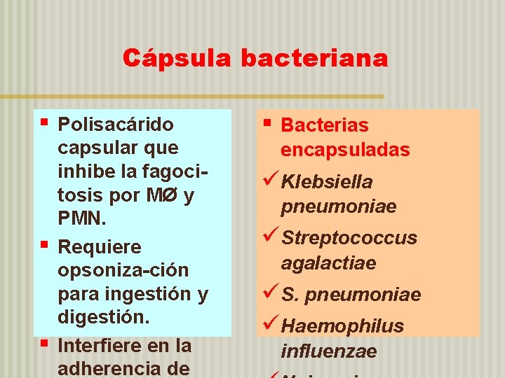 Cápsula bacteriana § § § Polisacárido capsular que inhibe la fagocitosis por MØ y
