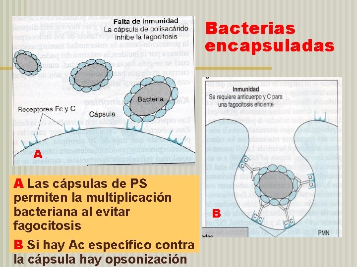 Bacterias encapsuladas A A Las cápsulas de PS permiten la multiplicación bacteriana al evitar