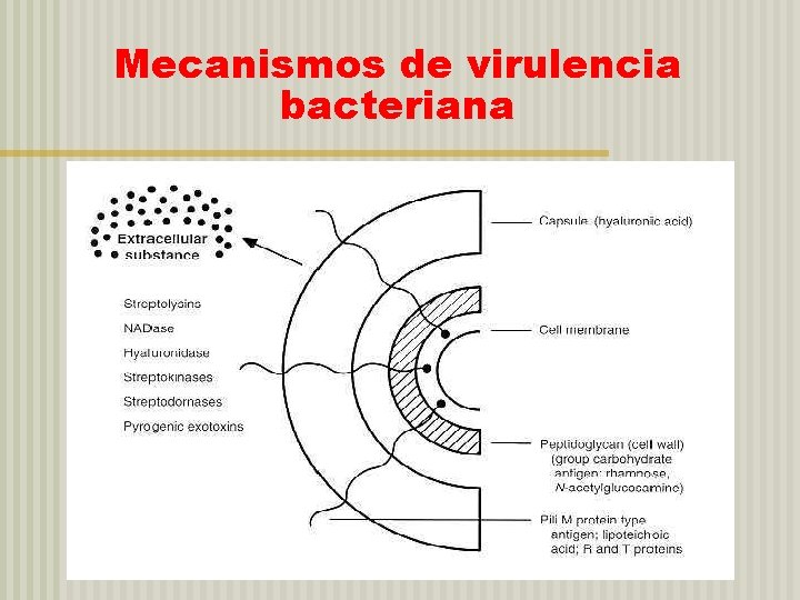 Mecanismos de virulencia bacteriana 