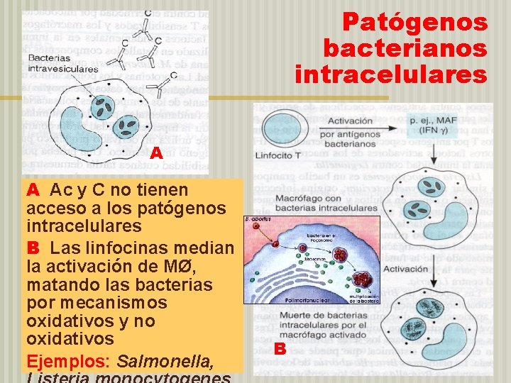 Patógenos bacterianos intracelulares A A Ac y C no tienen acceso a los patógenos