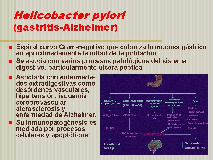 Helicobacter pylori (gastritis-Alzheimer) Espiral curvo Gram-negativo que coloniza la mucosa gástrica en aproximadamente la