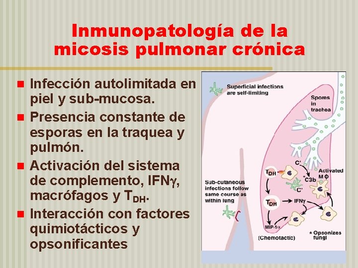 Inmunopatología de la micosis pulmonar crónica Infección autolimitada en piel y sub-mucosa. n Presencia