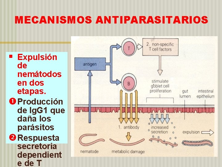 MECANISMOS ANTIPARASITARIOS § Expulsión de nemátodos en dos etapas. Producción de Ig. G 1