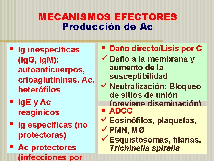 MECANISMOS EFECTORES Producción de Ac § § Ig inespecíficas (Ig. G, Ig. M): autoanticuerpos,