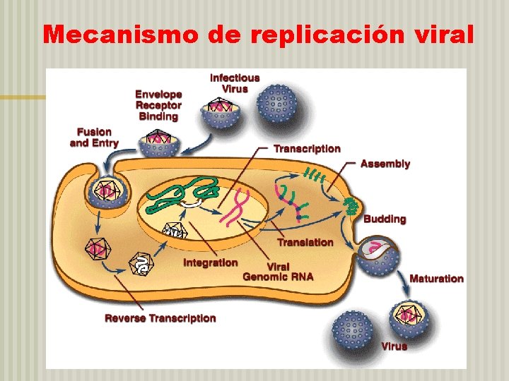 Mecanismo de replicación viral 