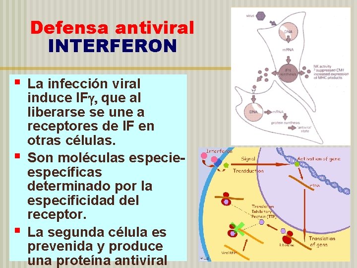 Defensa antiviral INTERFERON § § § La infección viral induce IFg, que al liberarse