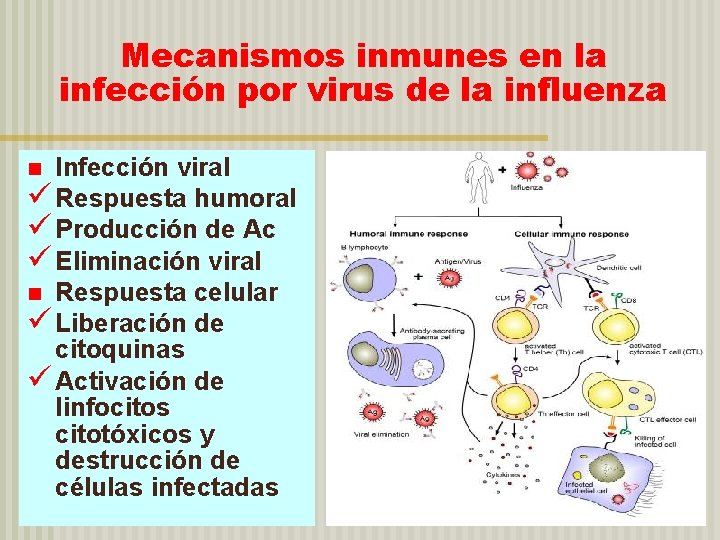 Mecanismos inmunes en la infección por virus de la influenza Infección viral ü Respuesta