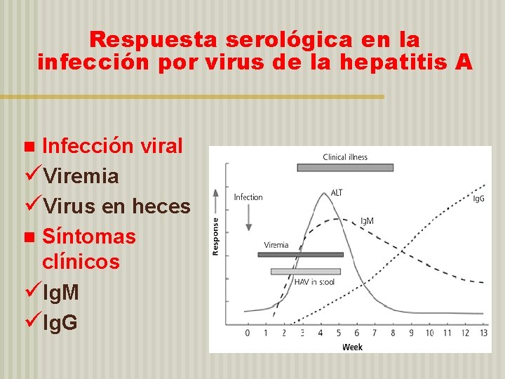 Respuesta serológica en la infección por virus de la hepatitis A Infección viral üViremia