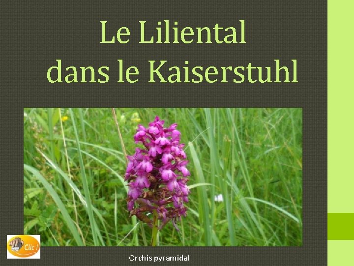 Le Liliental dans le Kaiserstuhl Orchis pyramidal 