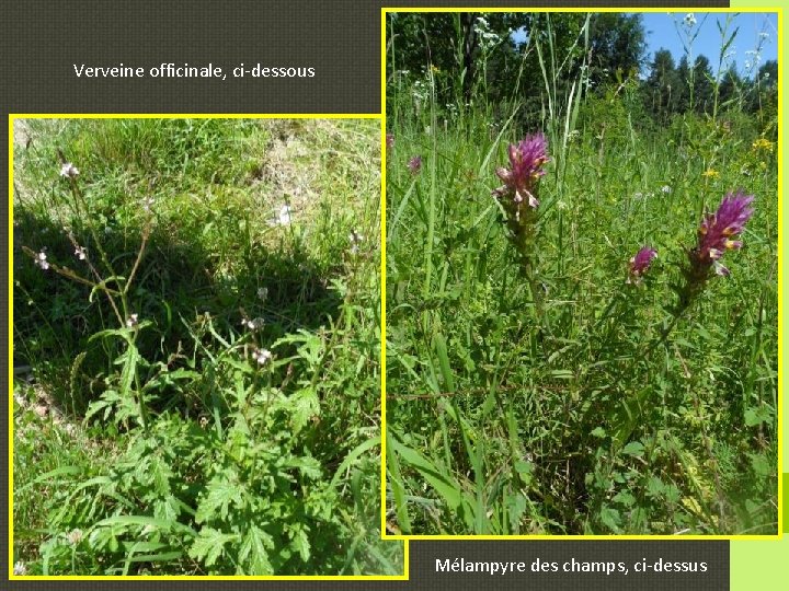 Verveine officinale, ci-dessous Mélampyre des champs, ci-dessus 