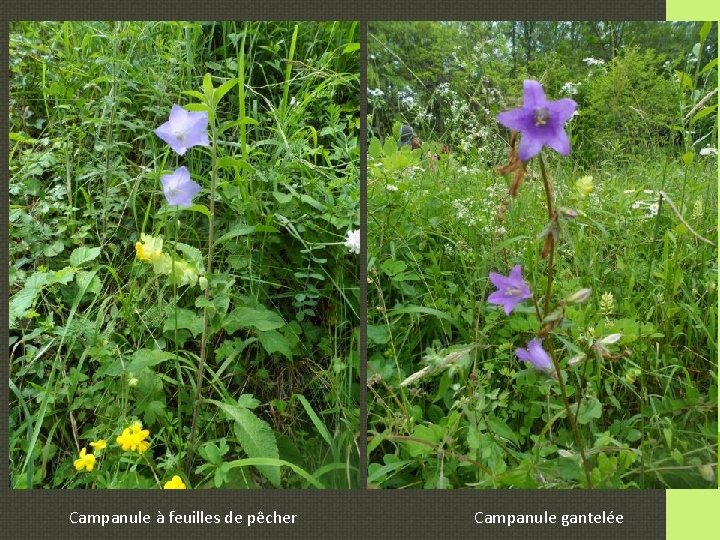 Campanule à feuilles de pêcher Campanule gantelée 