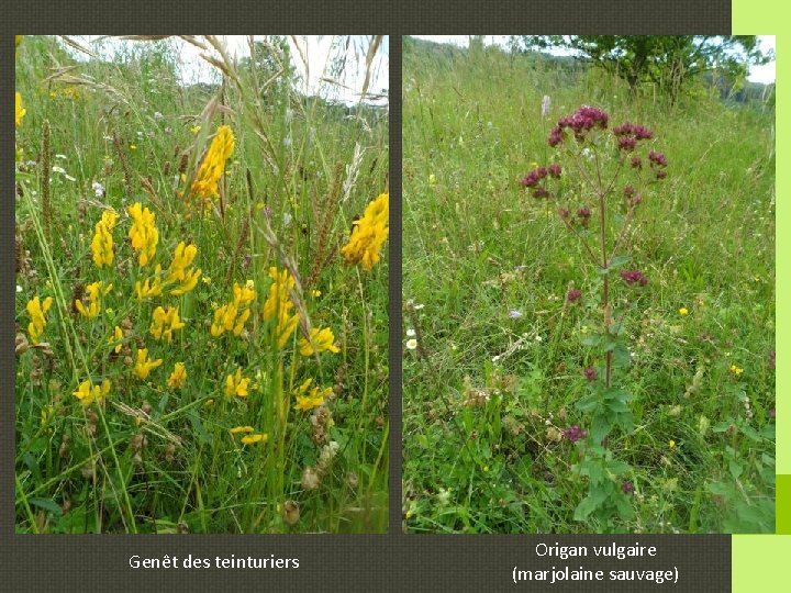 Genêt des teinturiers Origan vulgaire (marjolaine sauvage) 