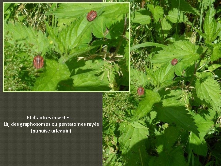 Et d’autres insectes … Là, des graphosomes ou pentatomes rayés (punaise arlequin) 