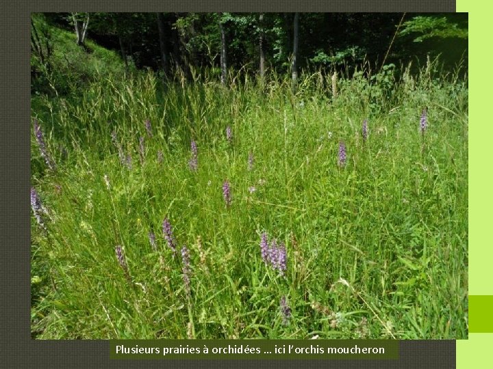 Plusieurs prairies à orchidées … ici l’orchis moucheron 