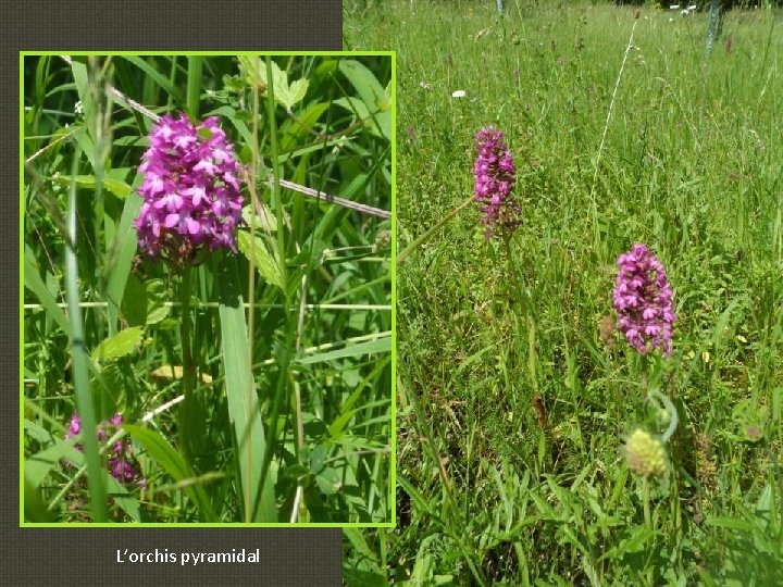 L’orchis pyramidal 