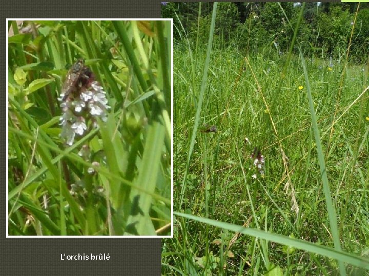 L’orchis brûlé 