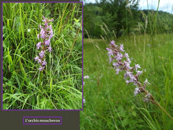 L’orchis moucheron 