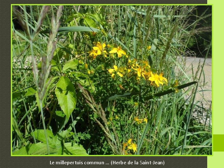 Le millepertuis commun … (Herbe de la Saint-Jean) 