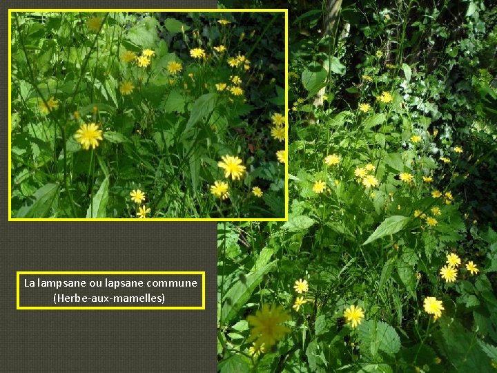 La lampsane ou lapsane commune (Herbe-aux-mamelles) 