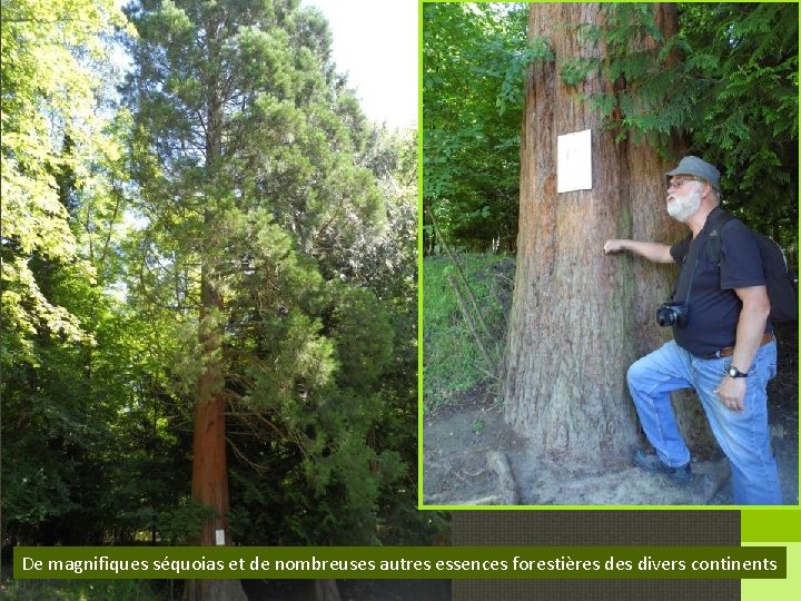 De magnifiques séquoias et de nombreuses autres essences forestières divers continents 