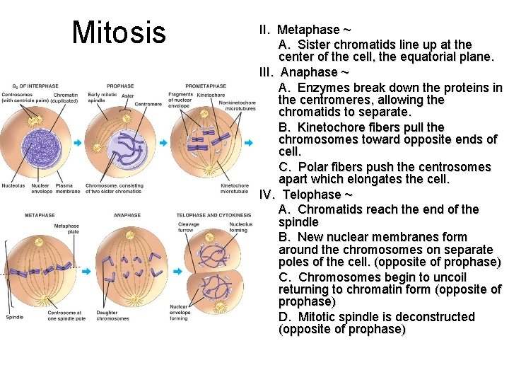 Mitosis II. Metaphase ~ A. Sister chromatids line up at the center of the
