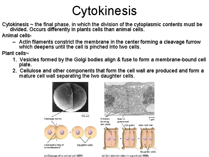Cytokinesis ~ the final phase, in which the division of the cytoplasmic contents must
