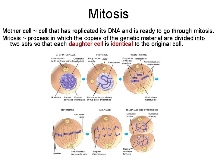 Mitosis Mother cell ~ cell that has replicated its DNA and is ready to