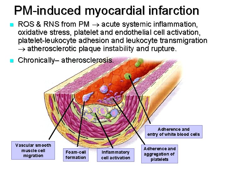 PM-induced myocardial infarction n ROS & RNS from PM acute systemic inflammation, oxidative stress,