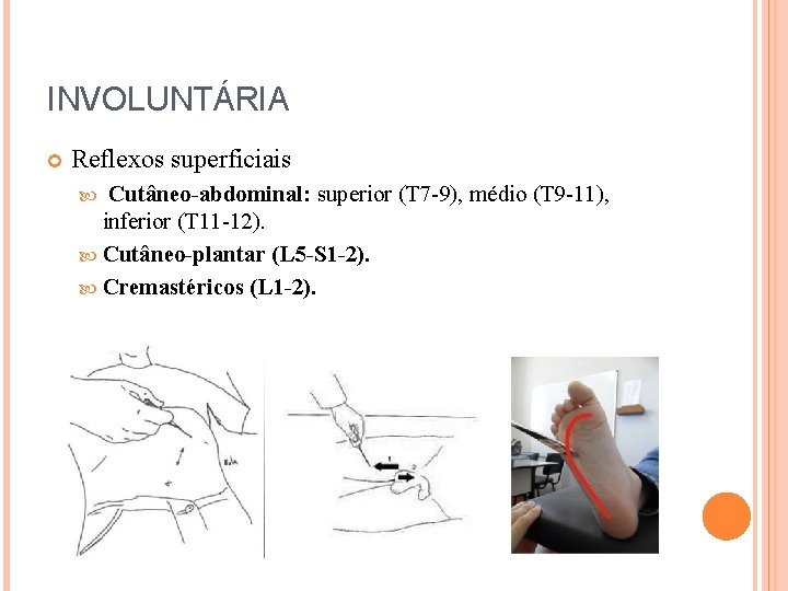 INVOLUNTÁRIA Reflexos superficiais Cutâneo-abdominal: superior (T 7 -9), médio (T 9 -11), inferior (T