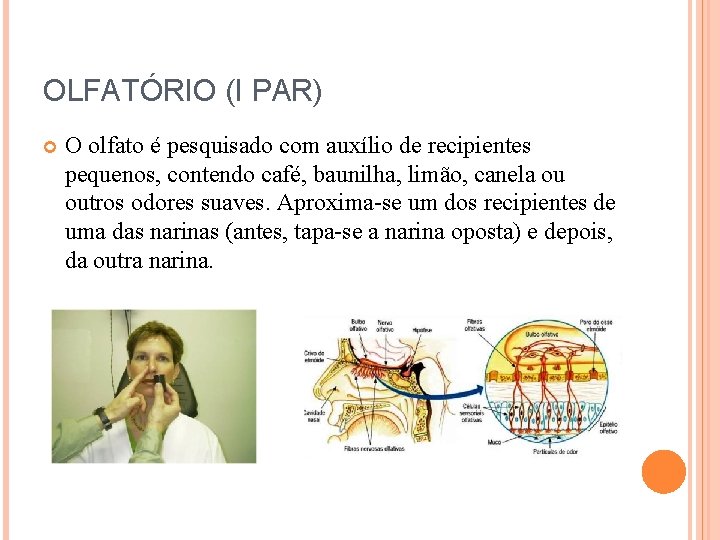 OLFATÓRIO (I PAR) O olfato é pesquisado com auxílio de recipientes pequenos, contendo café,