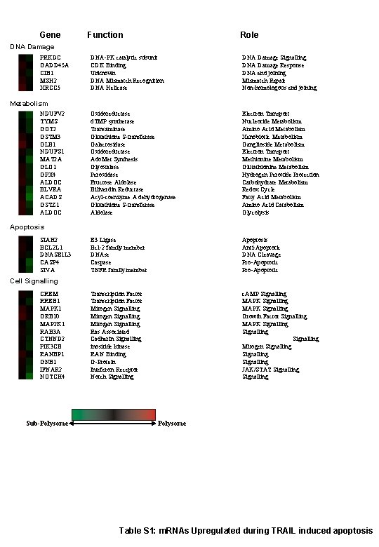 Gene Function Role DNA Damage PRKDC GADD 45 A CIB 1 MSH 2 XRCC
