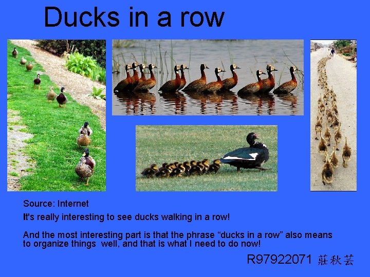 Ducks in a row Source: Internet It's really interesting to see ducks walking in