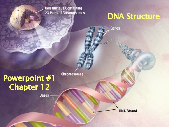 DNA Structure Powerpoint #1 Chapter 12 