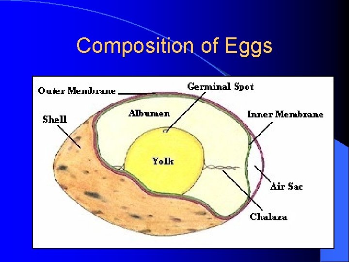 Composition of Eggs 