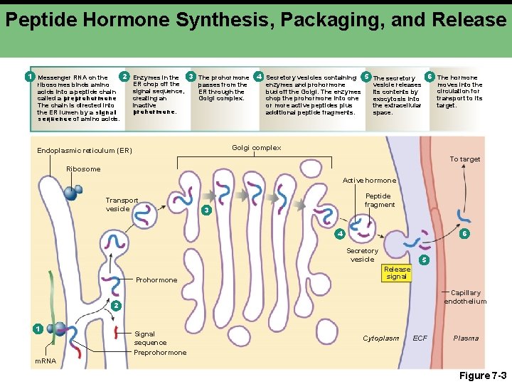 Peptide Hormone Synthesis, Packaging, and Release 1 Messenger RNA on the ribosomes binds amino